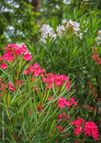 Nice pink oleander in the g...