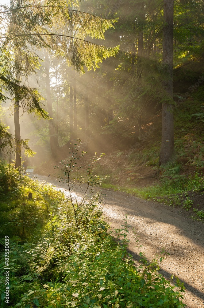 Obraz premium Sun rays in the woods