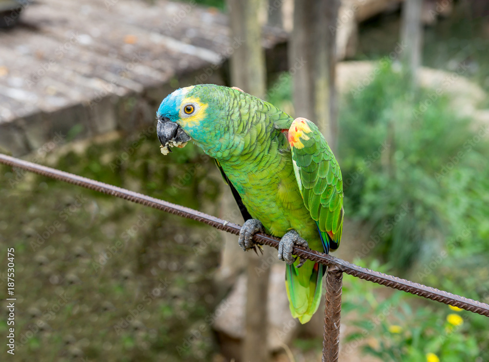 Fototapeta premium Parrot of the blue-faced Amazon 