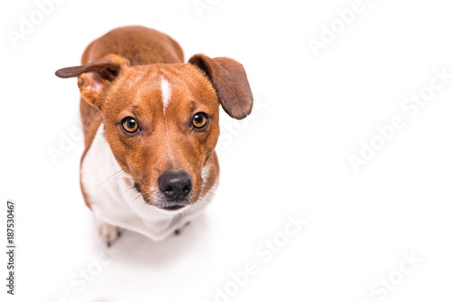 Jack Russell Terrier 3 years old, hair style smooth - Cute small little dog - isolated against white background - Dog is looking up - funny perspective  © Karoline Thalhofer