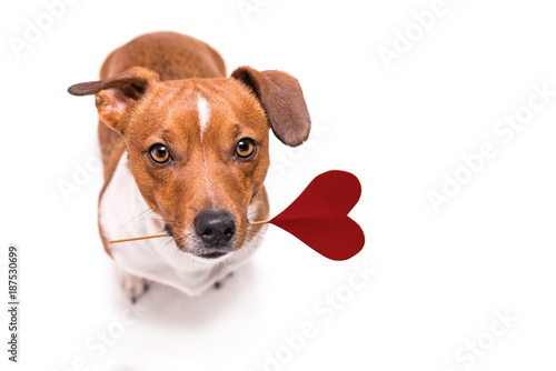 Romantic Dog - Small cute Jack Russell Terrier doggy with a heart as a gift  for  Valentine in the mouth © Karoline Thalhofer