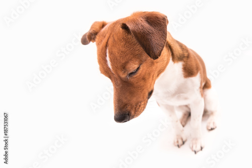Fototapeta Naklejka Na Ścianę i Meble -  sad dog is looking down - little jack russell terrier male - hair style smooth