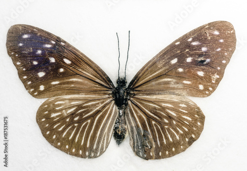 Striped Blue Crow Butterfly Euploea mulciber