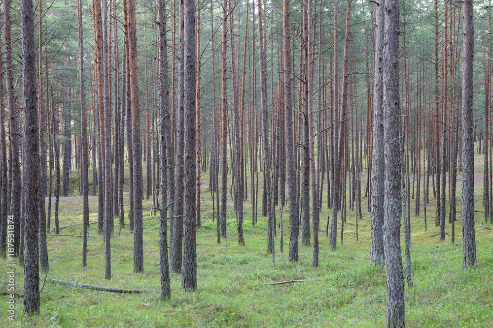 Pine wood in the spring. Landscape, Latvia. Pine wood in the spring. Landscape, Latvia.