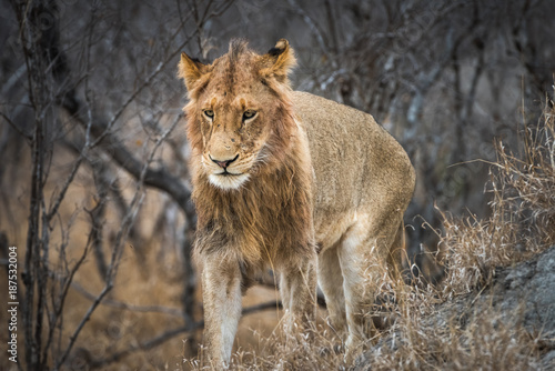 Young male lion on termite mound