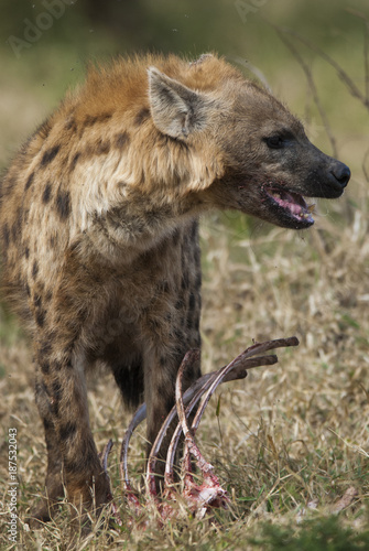 Hyaena, Kruger 