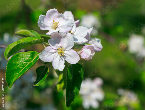 Closeup of apple blossom flowers.