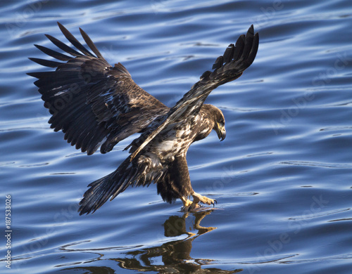 Juvenille Bald Eagle catching fish