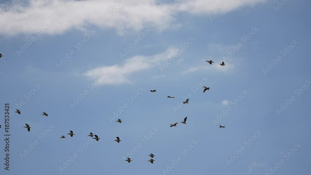 Storks flying over Lake Manyara National Park, Tanzania Storks flying over Lake Manyara National Park, Tanzania