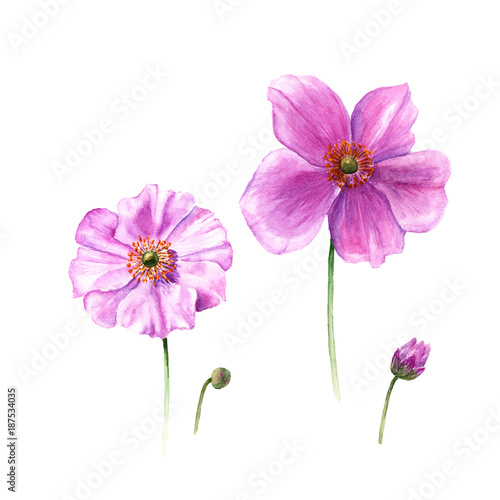 Watercolor anemone flowers and buds. Hand drawn single flower isolated on white background. Artistic floral element. Botany illustration