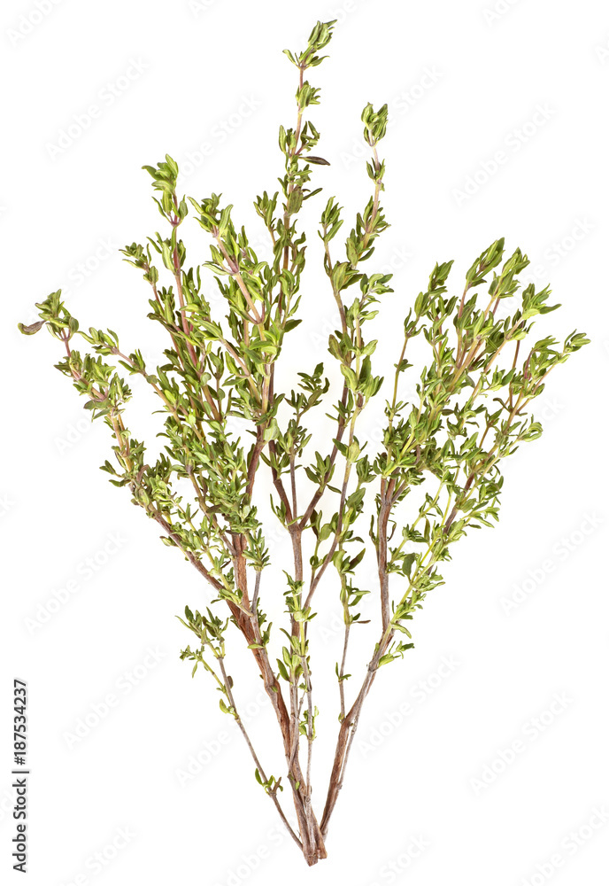 Sprigs of thyme isolated on white background. Spices. Sprigs of thyme isolated on white background. Spices.