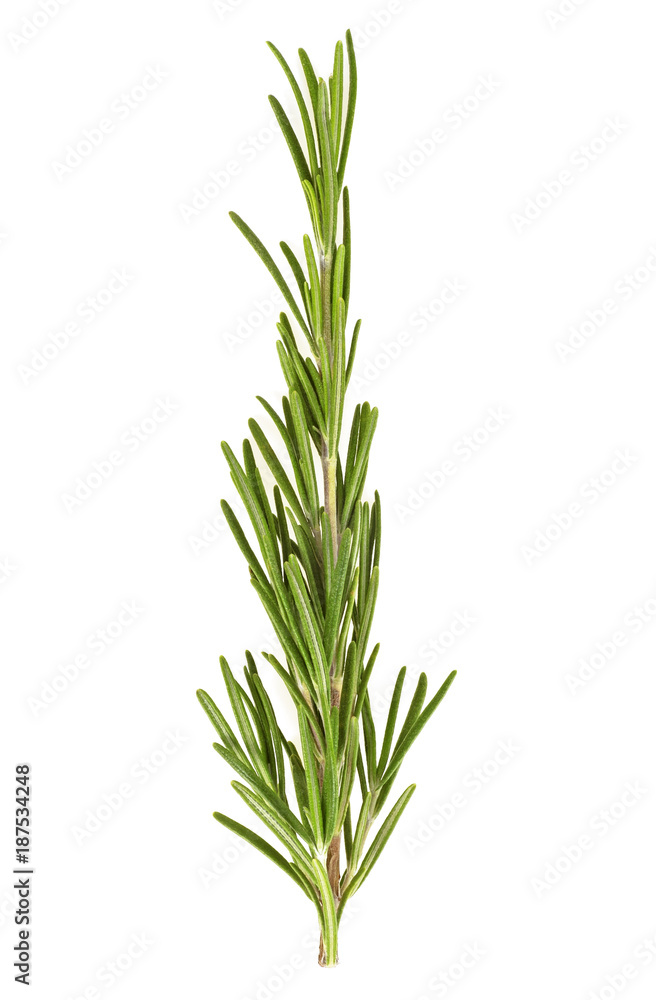 Rosemary isolated on a white background. Top view.