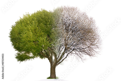 Collage mixed tree image consist of summer and winter mating parts / Collage tree winter vs. summer