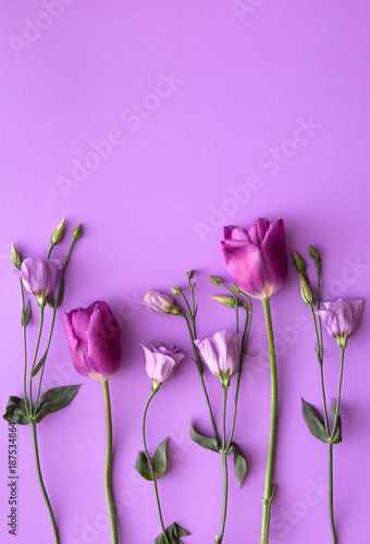 Purple tulips and roses on purple background