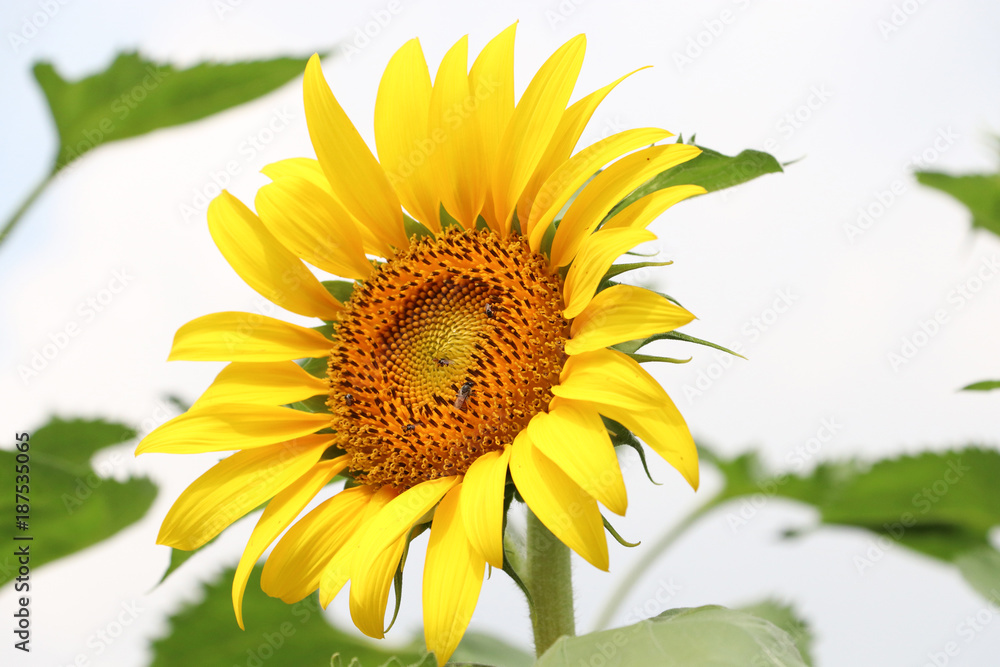 Fototapeta premium Sunflower blooming with insects closed up on white background