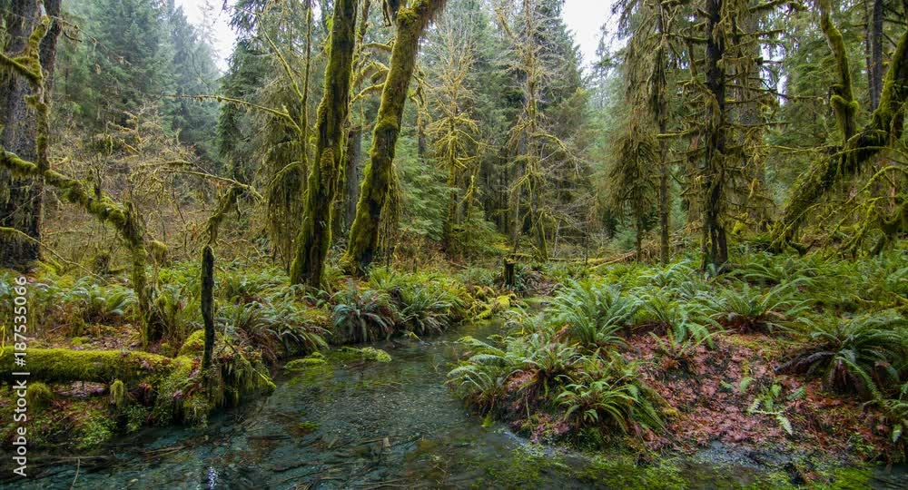 Scenic creek in the beautiful forest. Scenic creek in the beautiful forest.