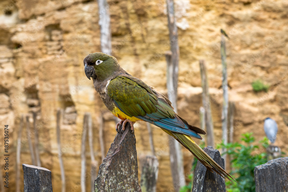 Fototapeta premium Papuga Kakapo lub Sowa (Amazon)