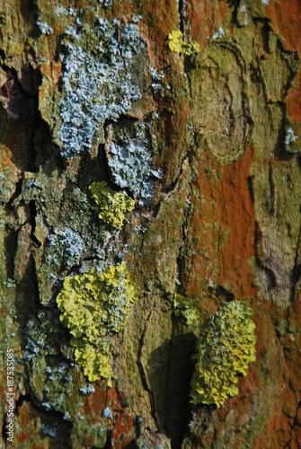 Foto Moos am Baum