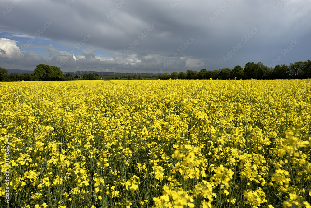 Bluehendes Rapsfeld im Sommer, Flowering rape field in summer