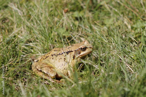 closeup of common brown toad in the grass photo