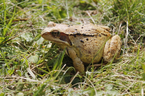 closeup of common brown toad in the grass photo