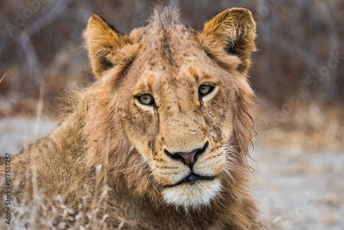 Young male lion in profile