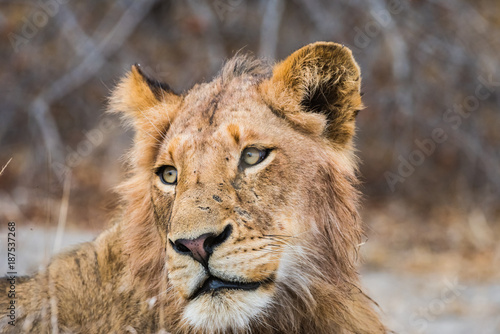Fototapeta Naklejka Na Ścianę i Meble -  Young male lion in profile