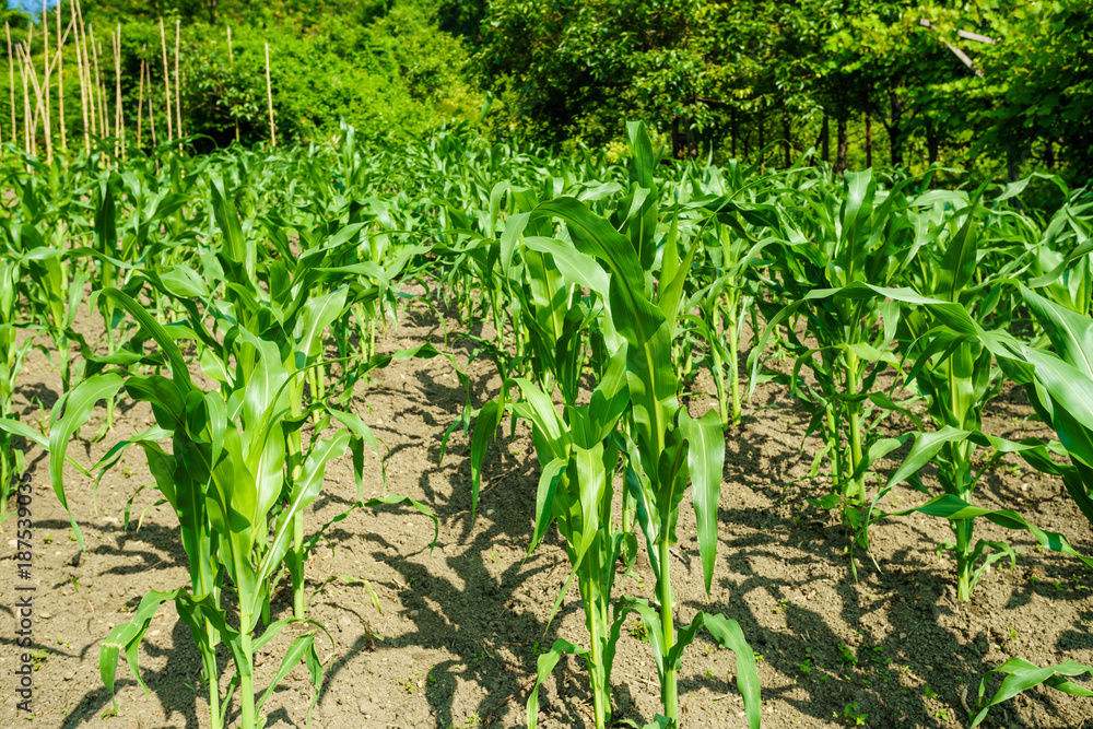Corn field. maize wheat field corn Corn field. maize wheat field corn