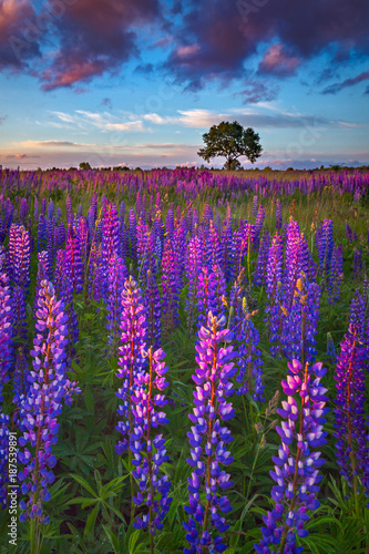 Sunset in the field of lupines, spring view