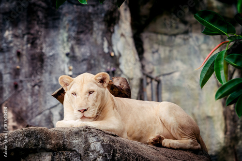 Female white lion. A white liones