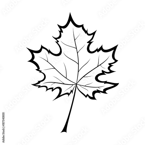 black and white vector illustration of a maple leaf
