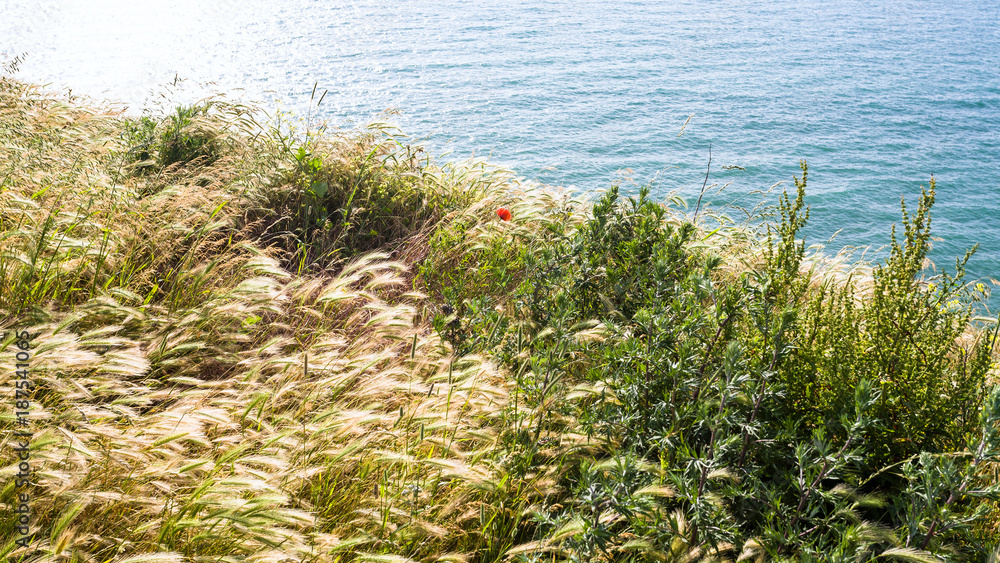 grasses on edge of Cap Gris-Nez in France