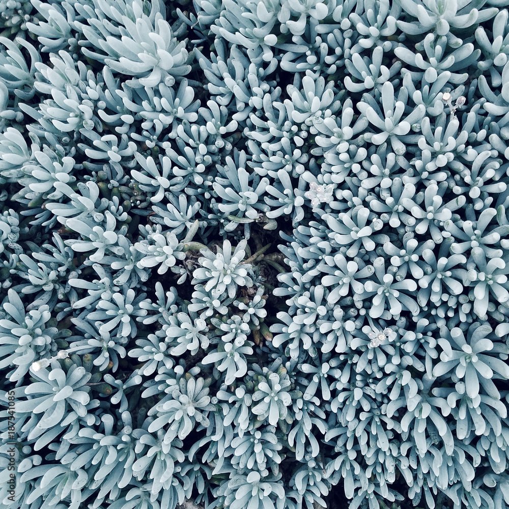 Sedum Hispanicum (Blue Carpet)