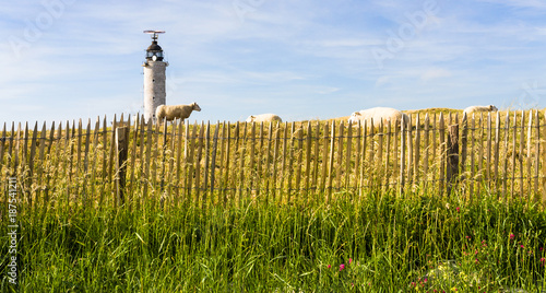 sheeps in corral near lighthouse on Cap Gris-Nez photo