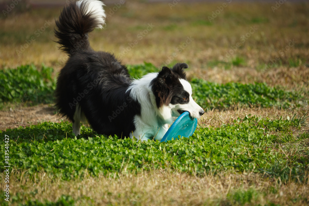 A Border collie on the lawn A Border collie on the lawn