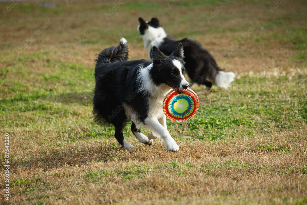 A Border collie on the lawn