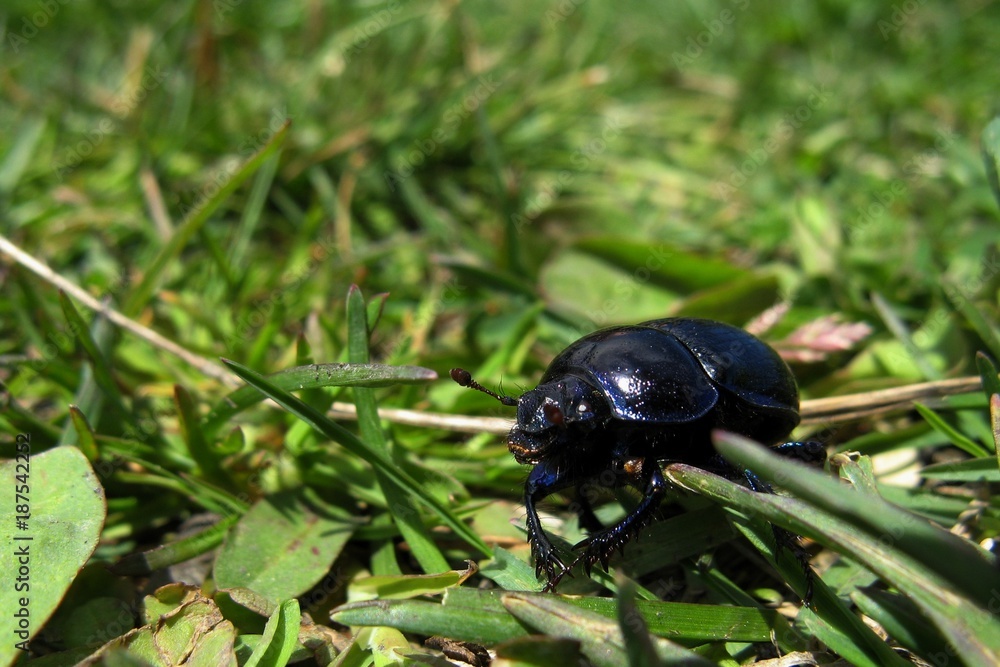 Dor beetle in the grass