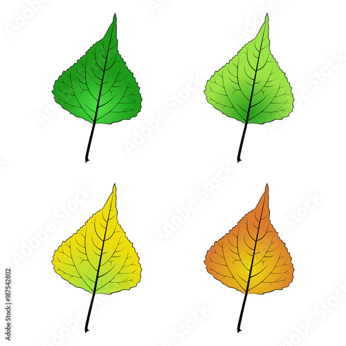 color variations vector illustration of a poplar leaf © sowicz
