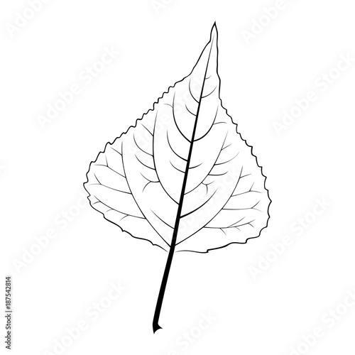 black and white vector illustration of a poplar leaf