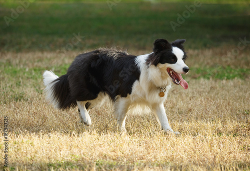 Tableau sur toile A Border collie on the lawn