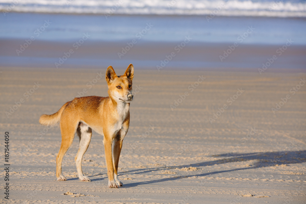 Dingo on the beach in Great Sandy National Park, Fraser Island Waddy Point, QLD, Australia