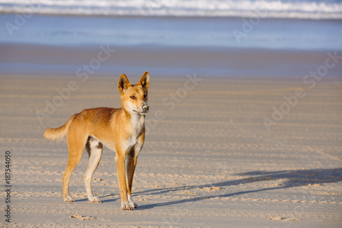 Dingo on the beach in Great Sandy National Park, Fraser Island Waddy Point, QLD, Australia © p a w e l