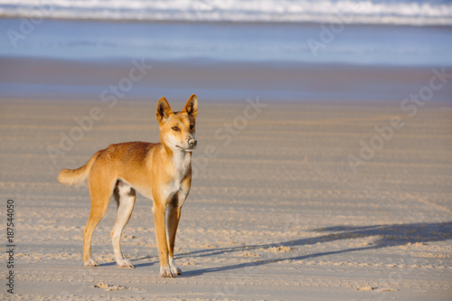 Dingo on the beach in Great Sandy National Park, Fraser Island Waddy Point, QLD, Australia