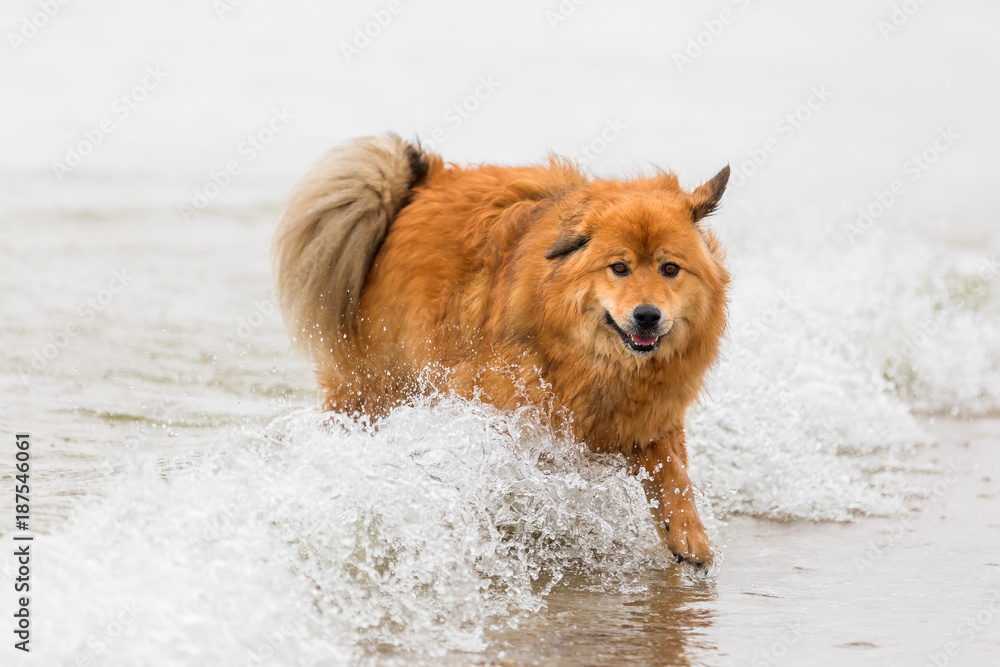 elo dog runs at the seafront through the water elo dog runs at the seafront through the water