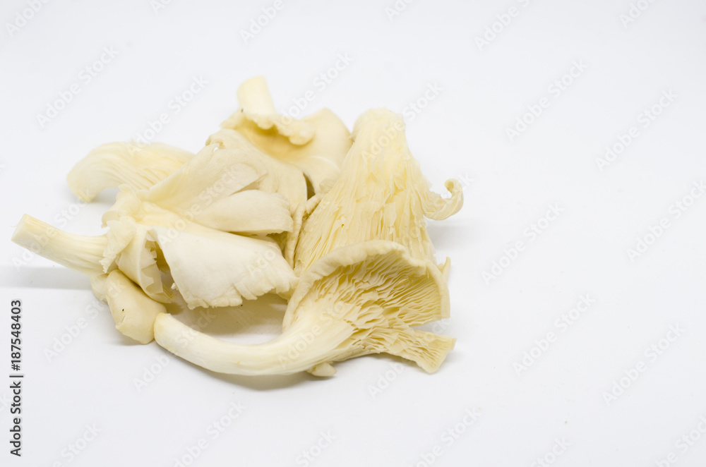 white mushroom isolated on white bsckground white mushroom isolated on white bsckground