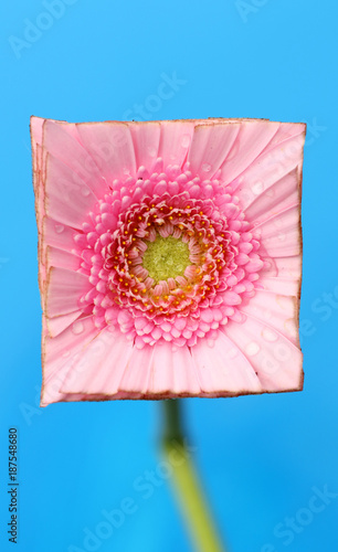 Gerbera flower cut to a square photo