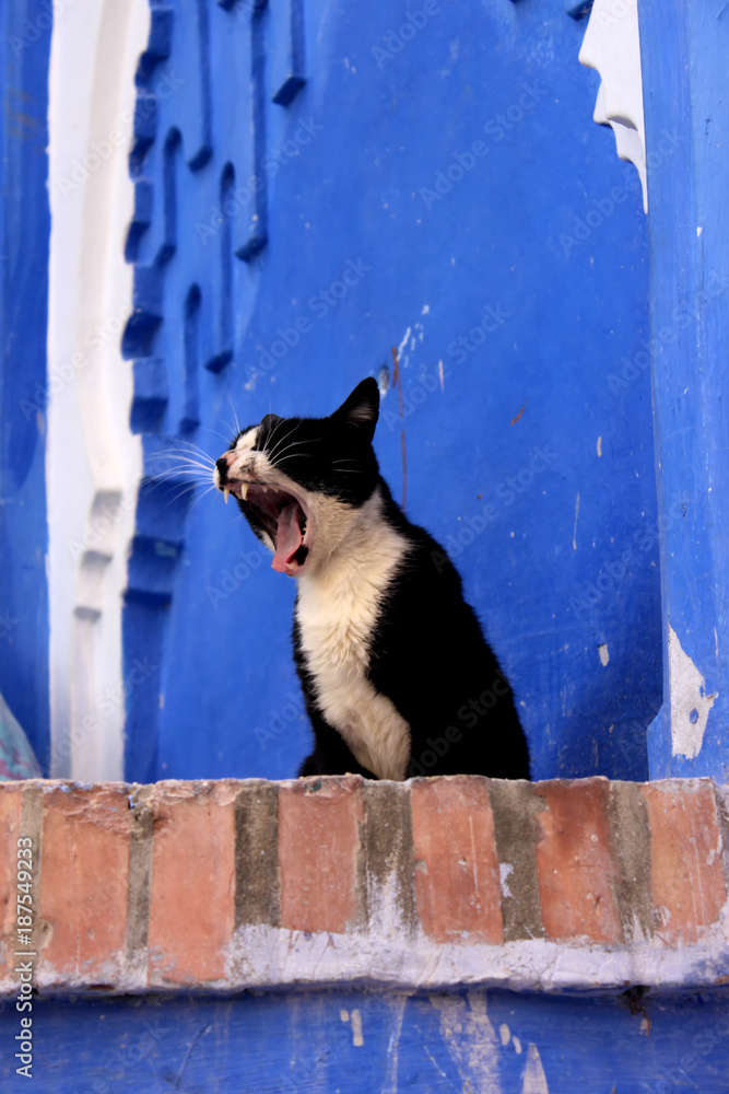 Gato en la ciudad de Chaouen (Marruecos)