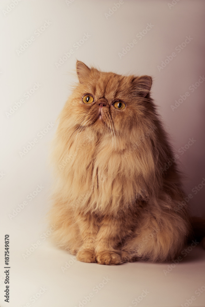 Persian cat Toned image