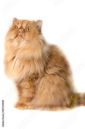 Persian cat on a white background