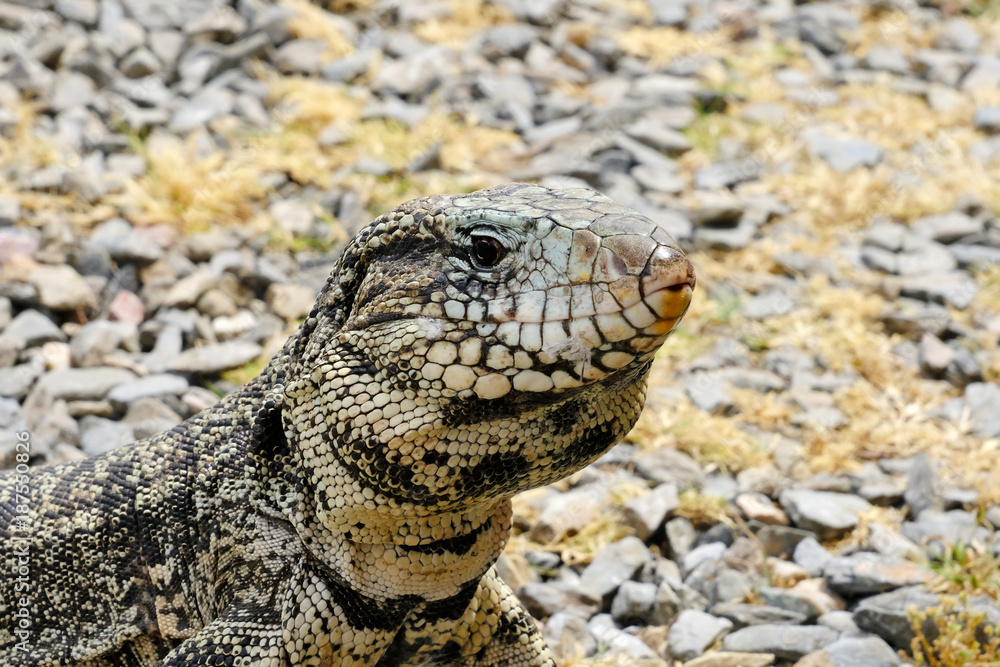 Fototapeta premium Argentine Black and White Giant Tegu, Tupinambis Merianae or Salvator Merianae, in Uruguay